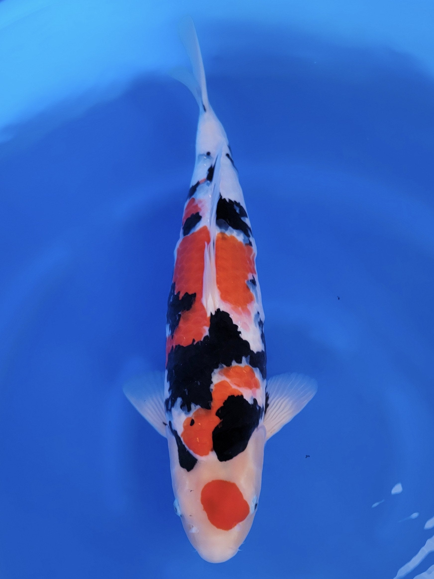 Koi fish for sale — 54 cm Tamaura Sanke at ChampKoi