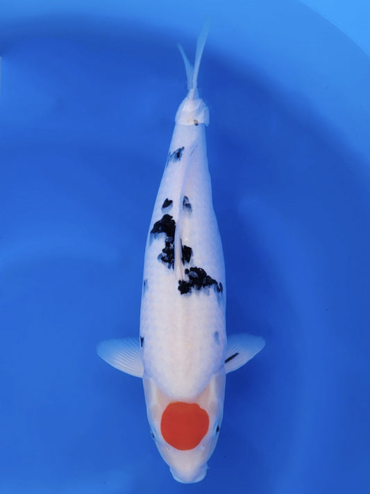 Koi fish for sale — 54 cm Tamaura Sanke at ChampKoi