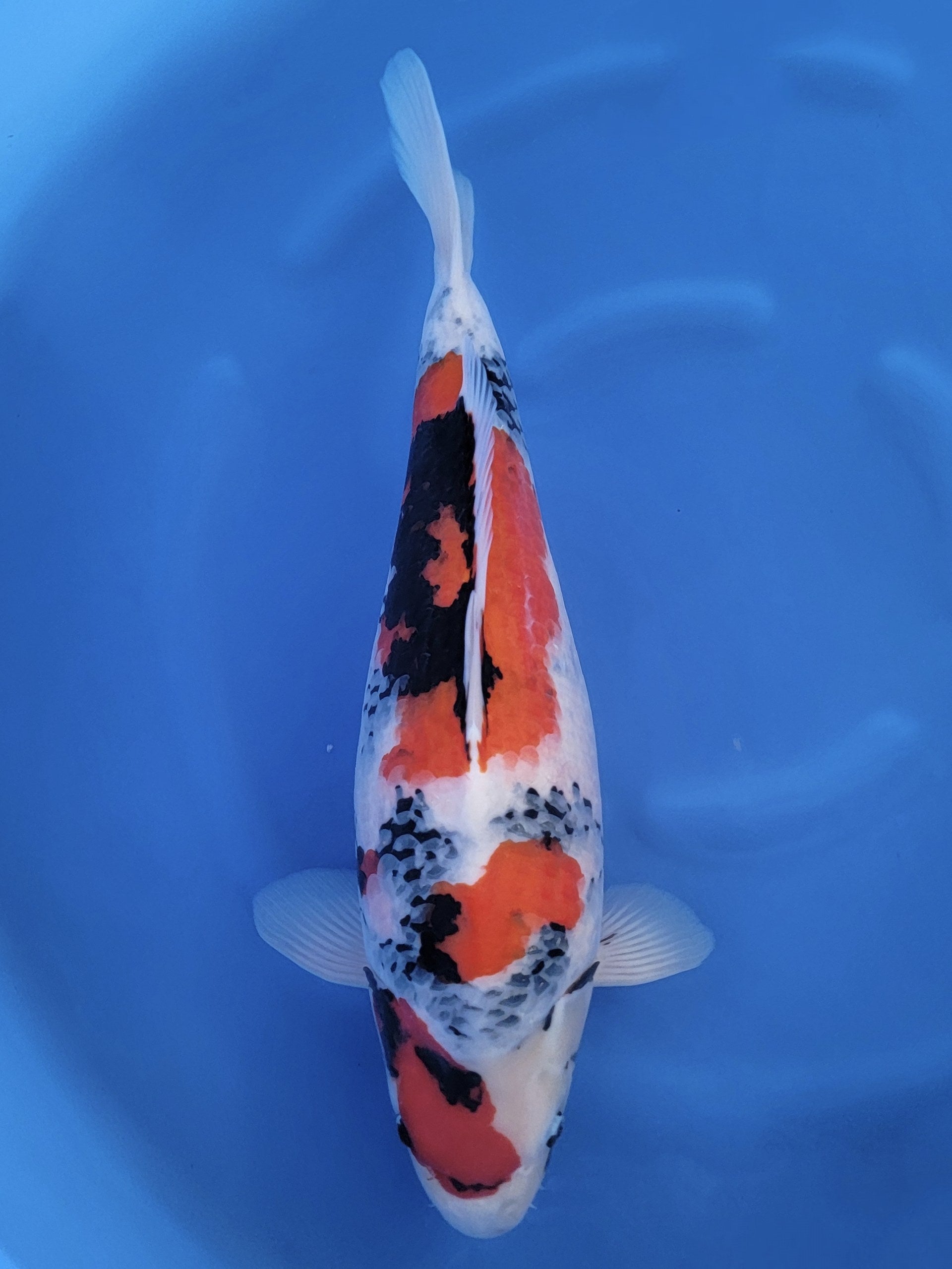 Koi fish for sale — 58 cm Takigawa Showa at ChampKoi