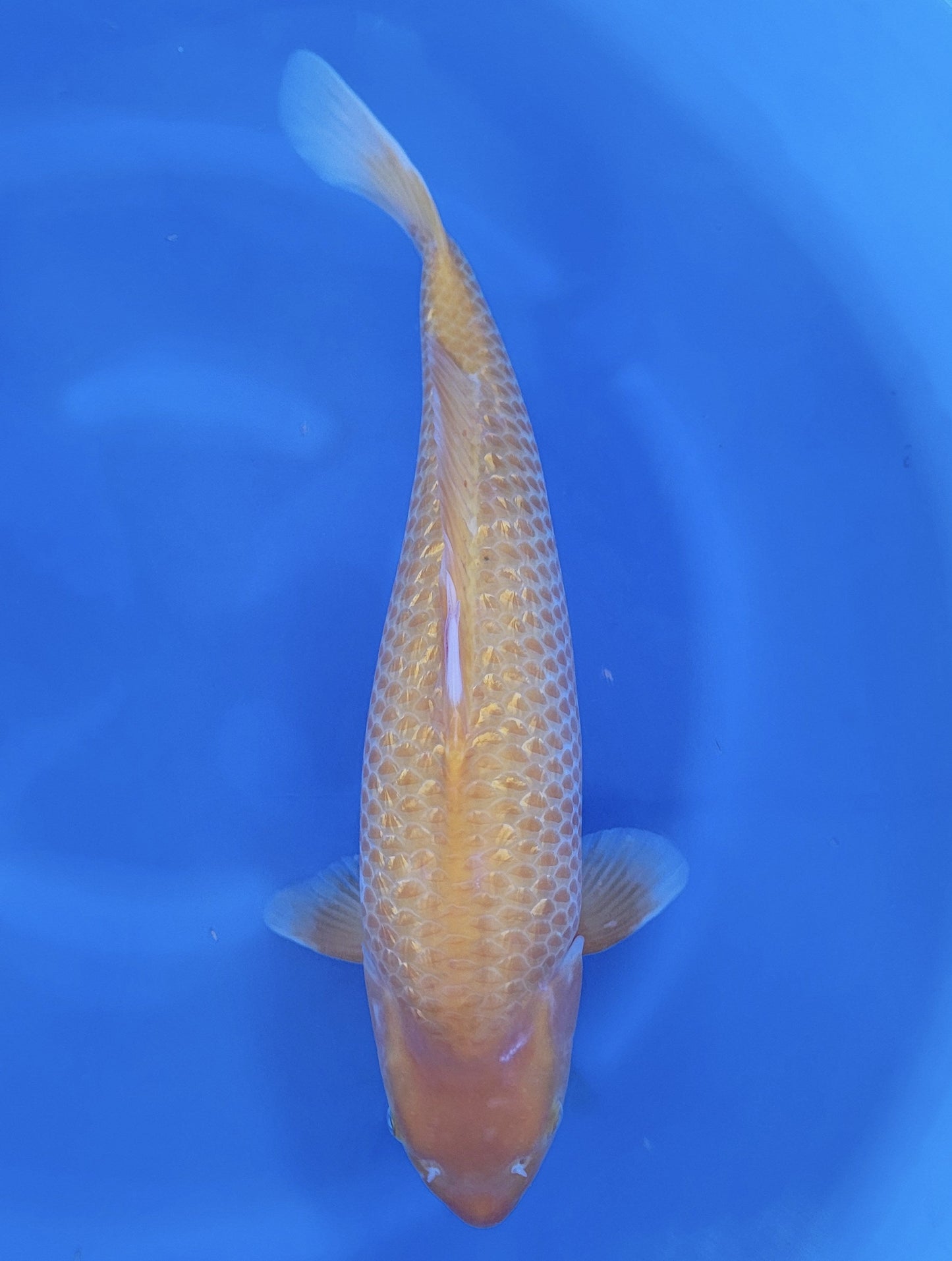 Koi fish for sale — 57 cm Taniguchi Golden Corn at ChampKoi