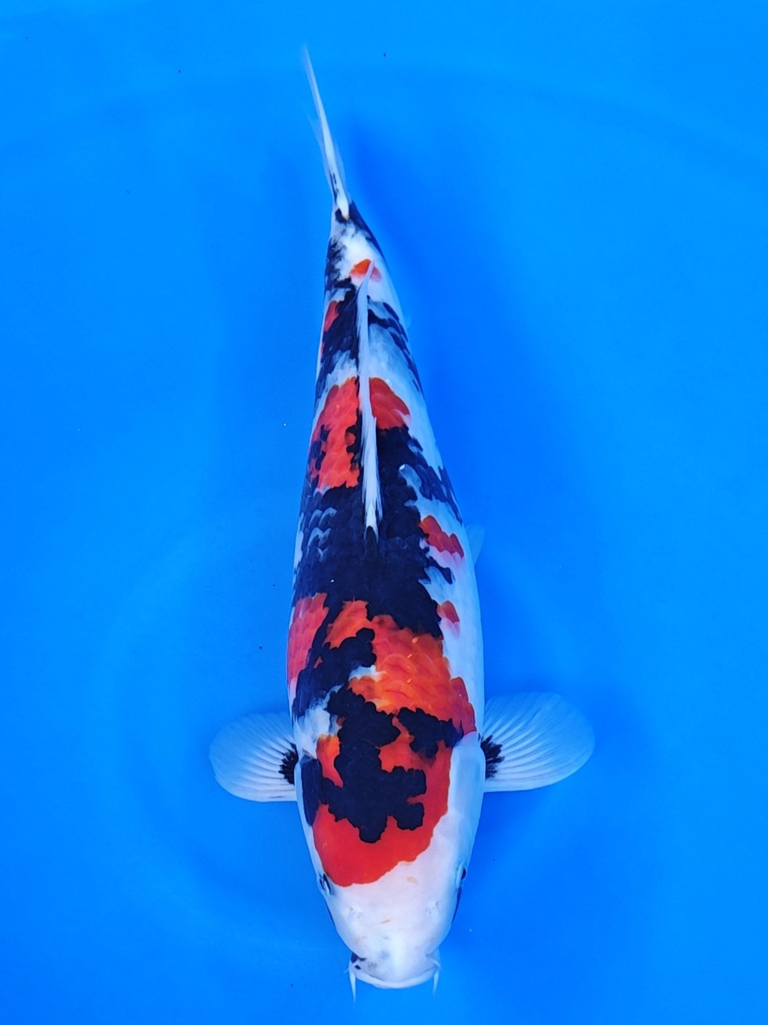 Koi fish for sale — 45 cm Isa Showa at ChampKoi
