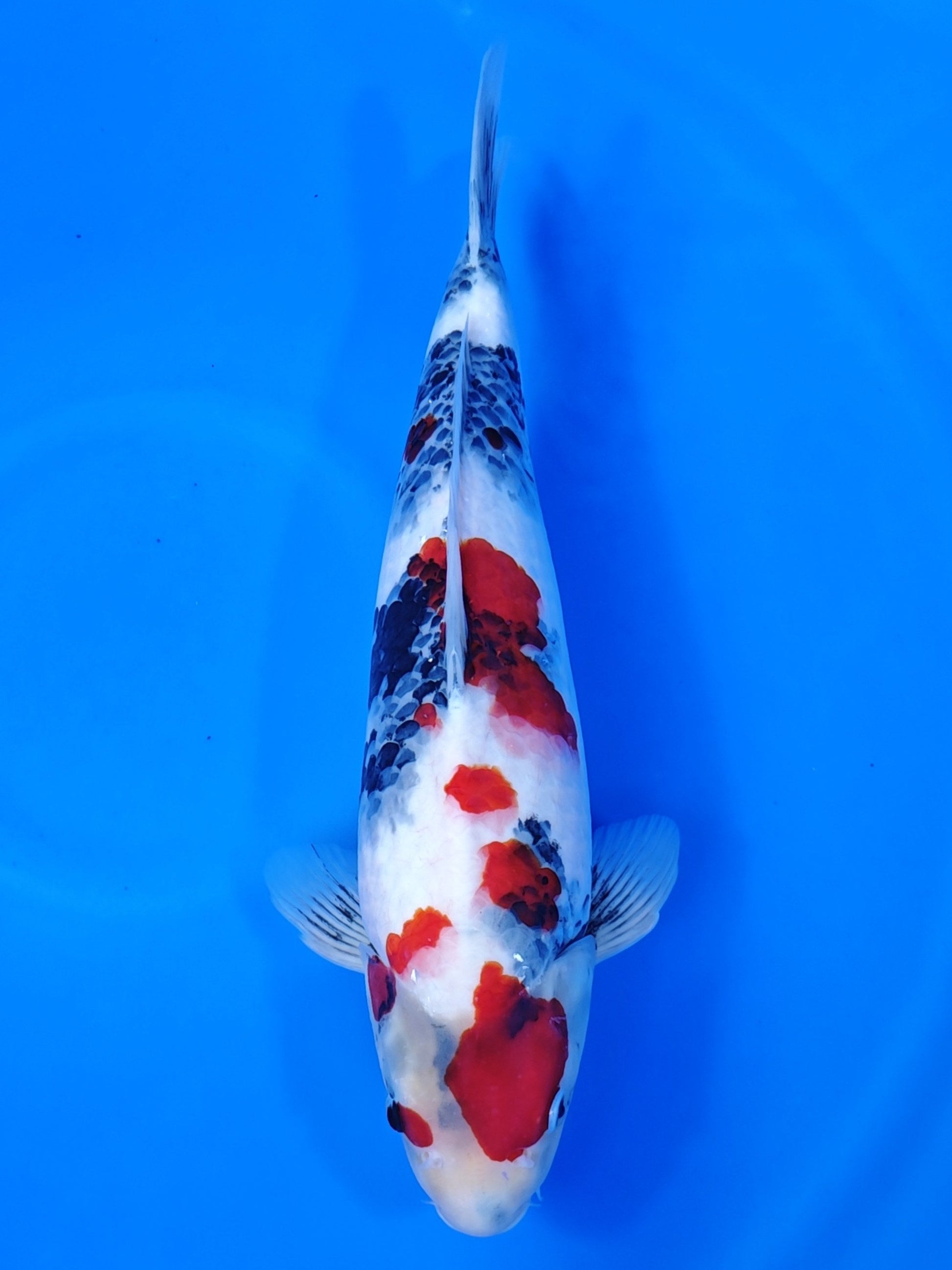 Koi fish for sale — 45 cm Isa Showa at ChampKoi