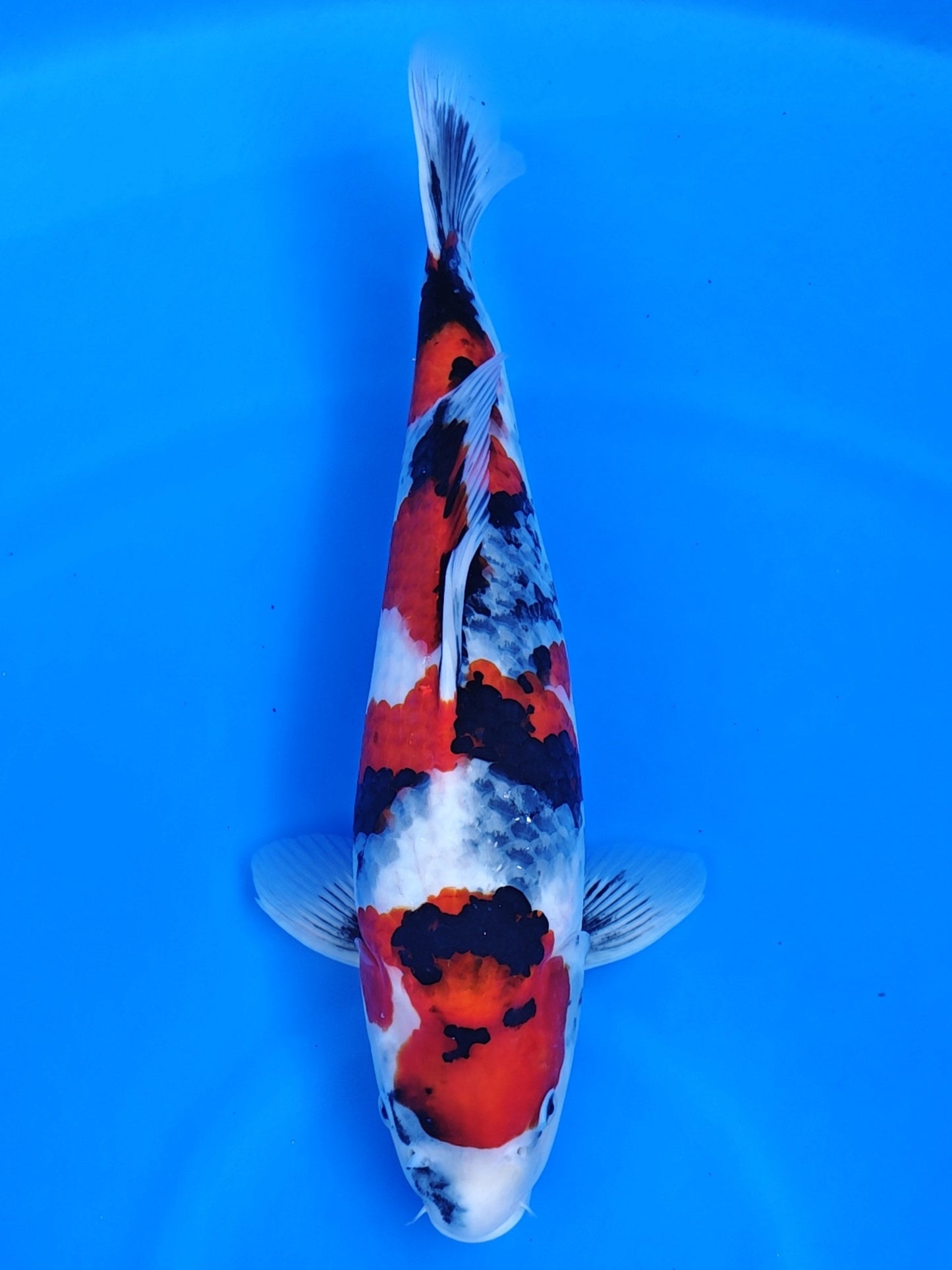 Koi fish for sale — 43 cm Isa Showa at ChampKoi