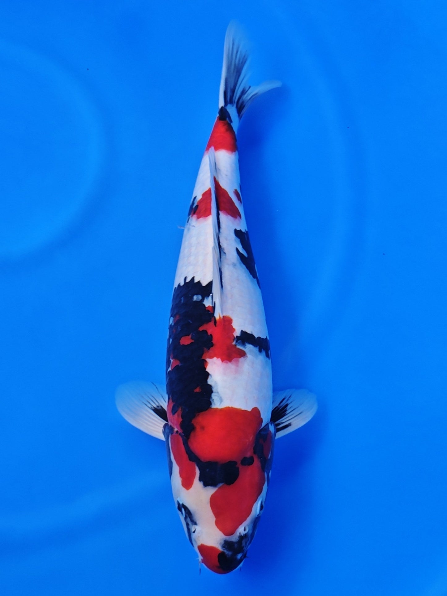 Koi fish for sale — 48 cm Isa Showa at ChampKoi