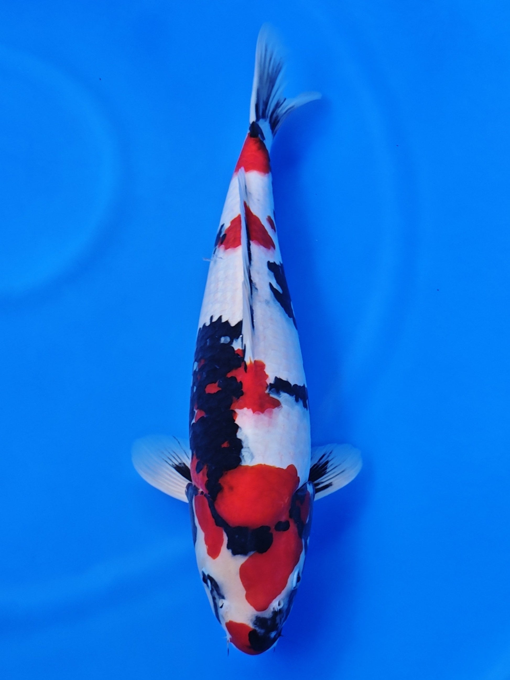 Koi fish for sale — 48 cm Isa Showa at ChampKoi