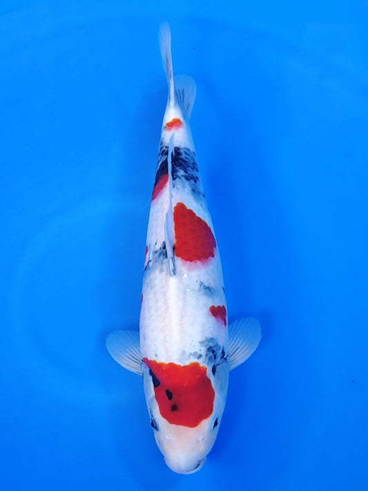 Koi fish for sale — 46 cm Isa Showa at ChampKoi
