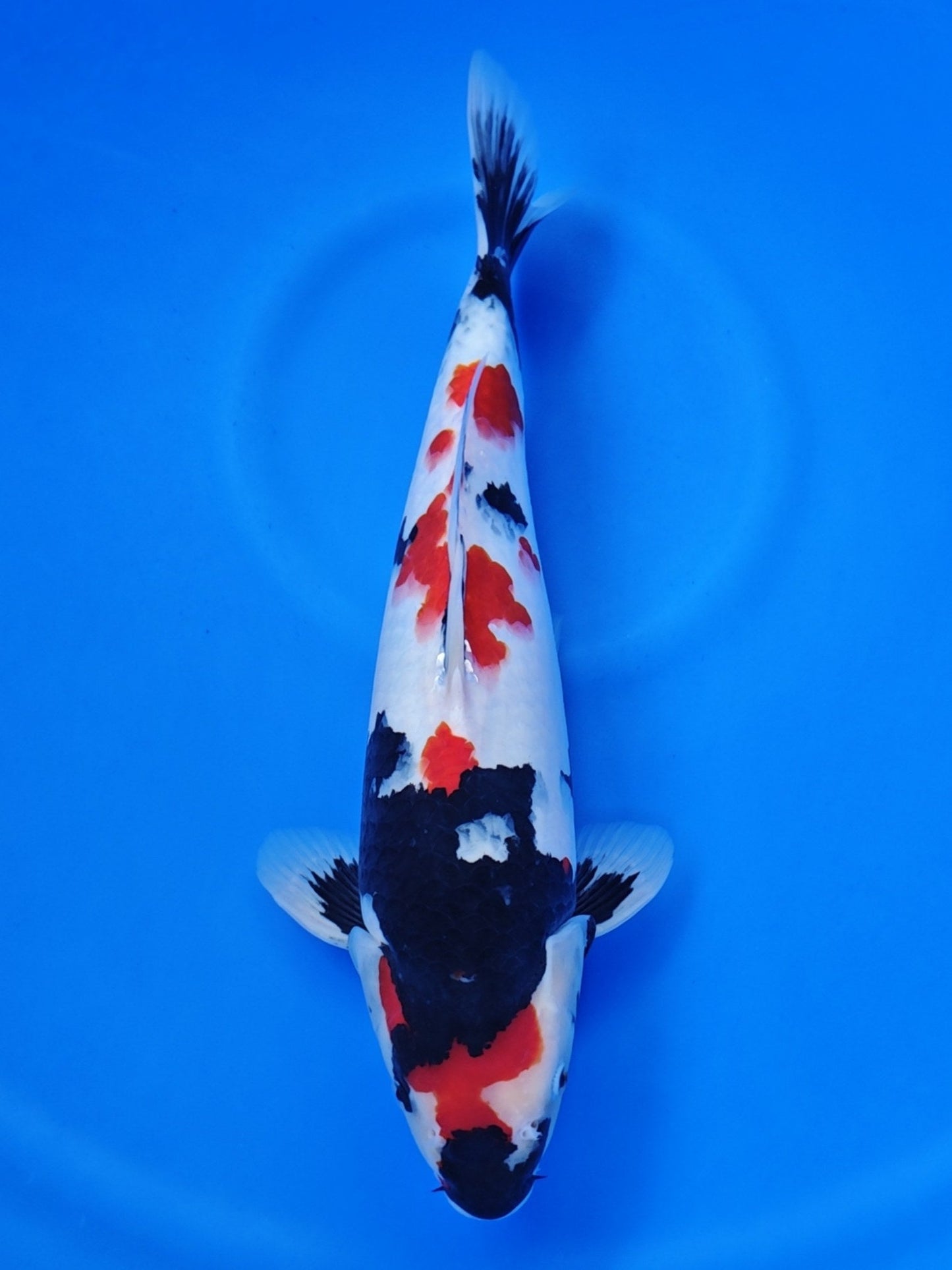 Koi fish for sale — 42 cm Isa Showa at ChampKoi