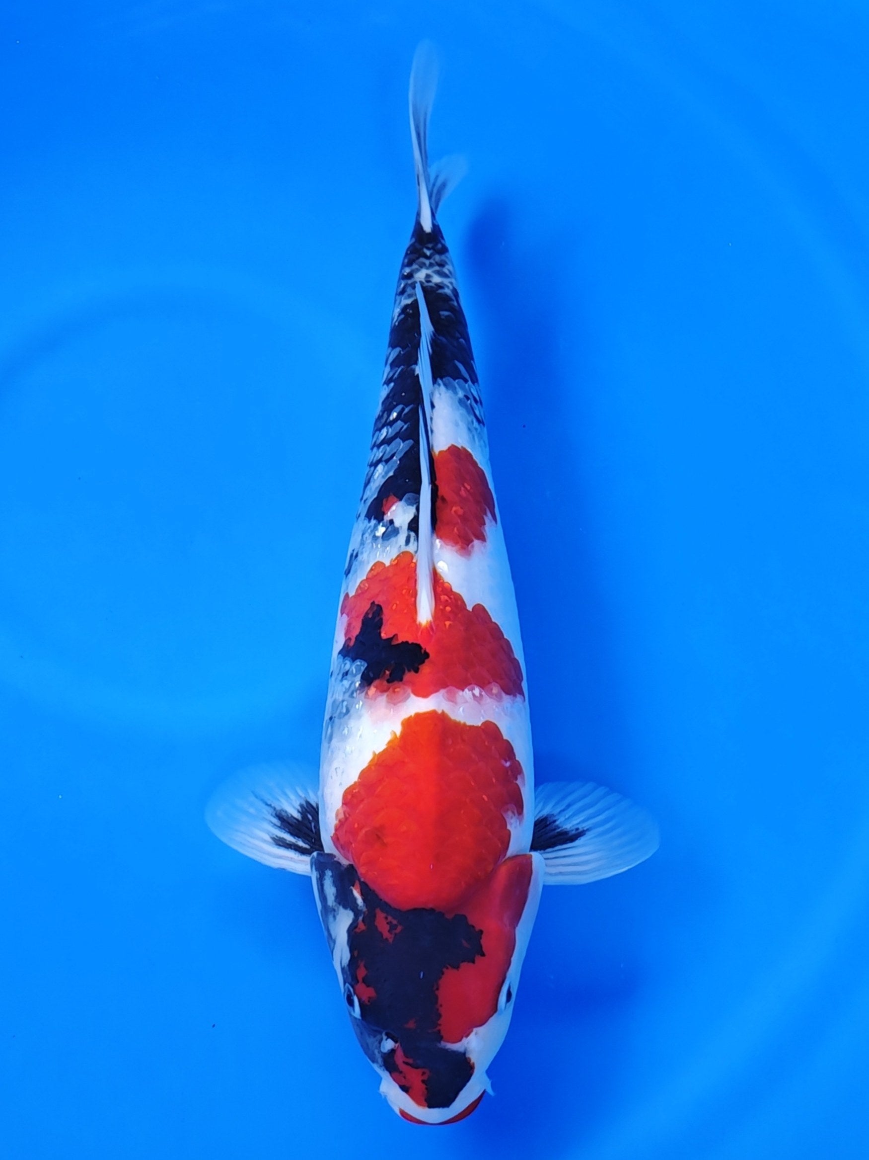 Koi fish for sale — 44 cm Isa Showa at ChampKoi