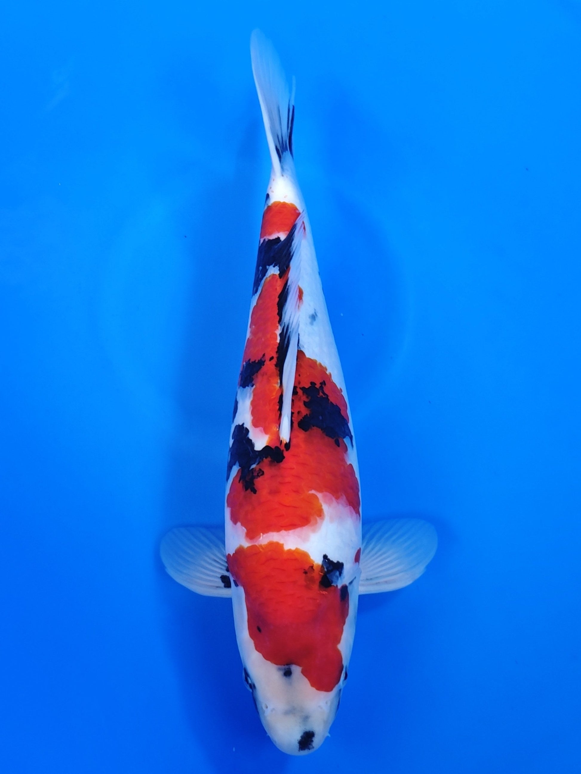 Koi fish for sale — 46 cm Isa Showa at ChampKoi