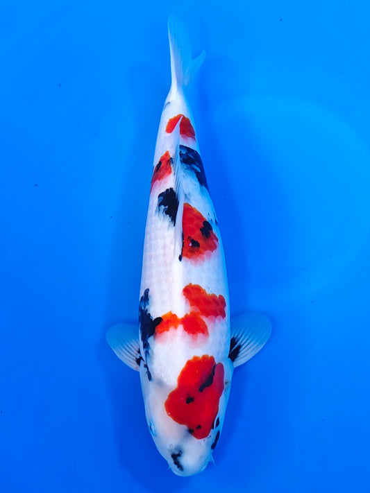 Koi fish for sale — 46 cm Isa Showa at ChampKoi