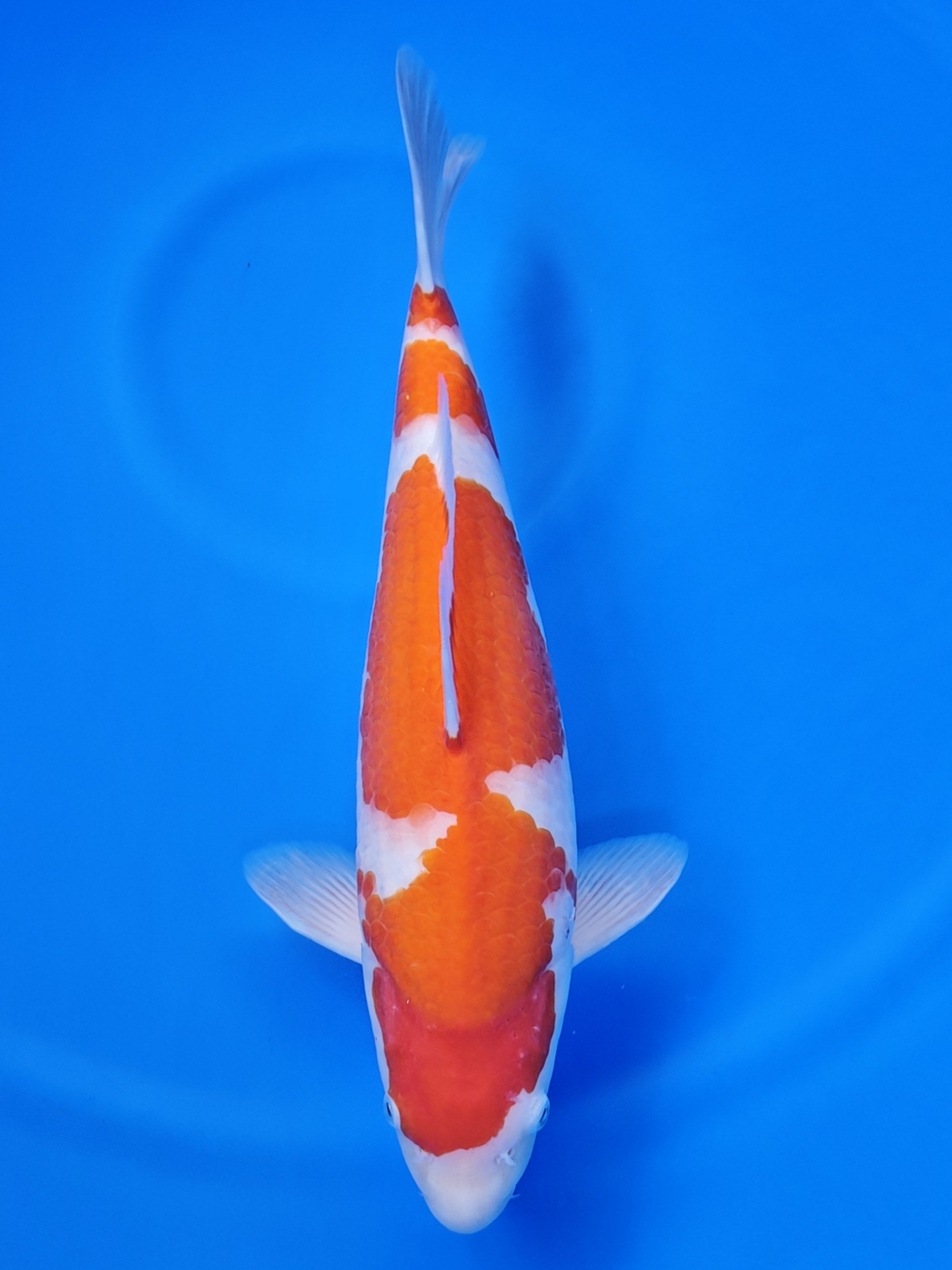 Koi fish for sale — 44 cm Matsue Kohaku at ChampKoi