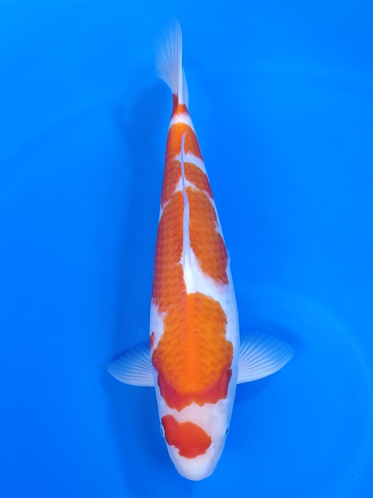 Koi fish for sale — 44 cm Maruyama Kohaku at ChampKoi