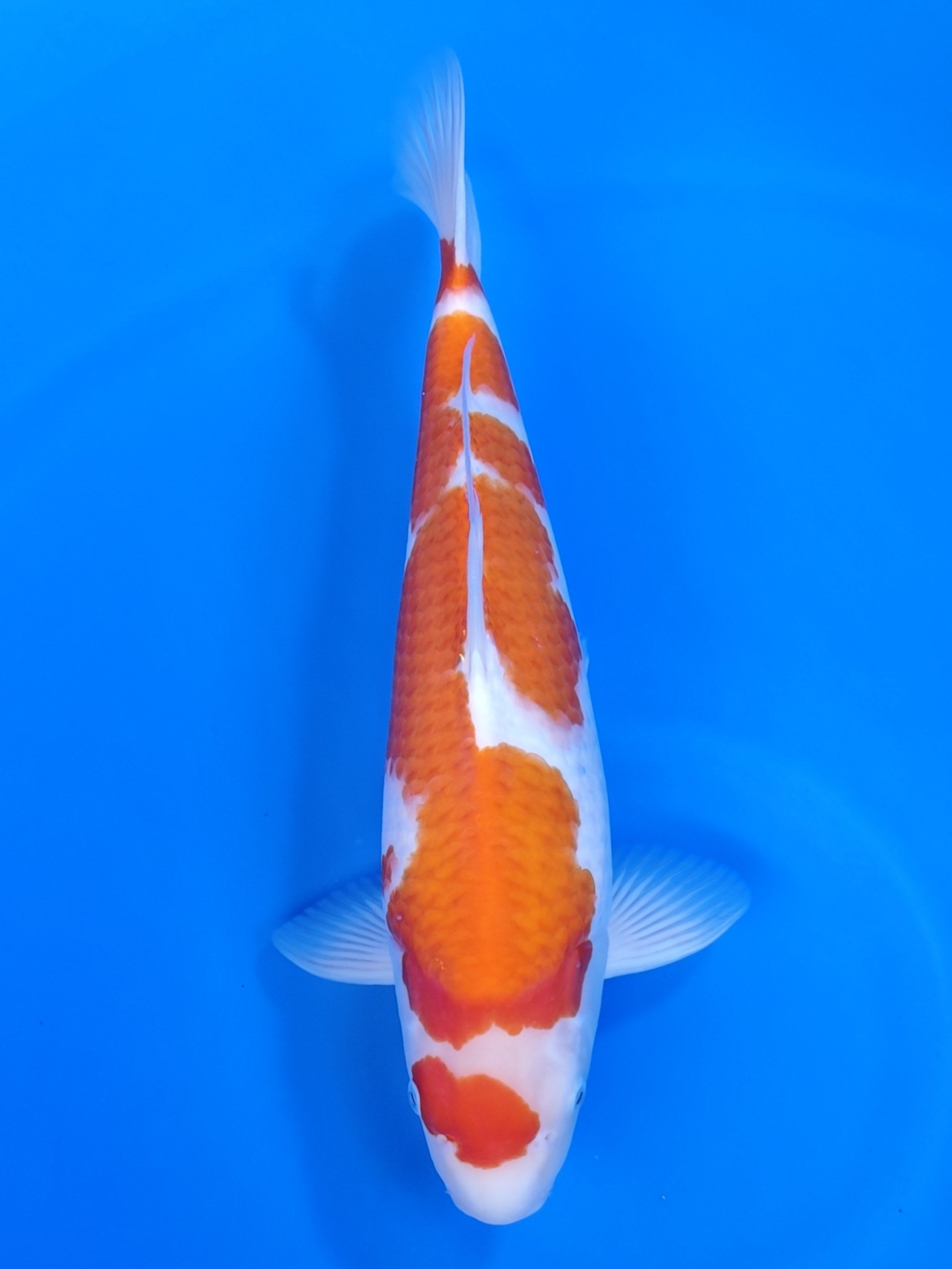 Koi fish for sale — 44 cm Maruyama Kohaku at ChampKoi