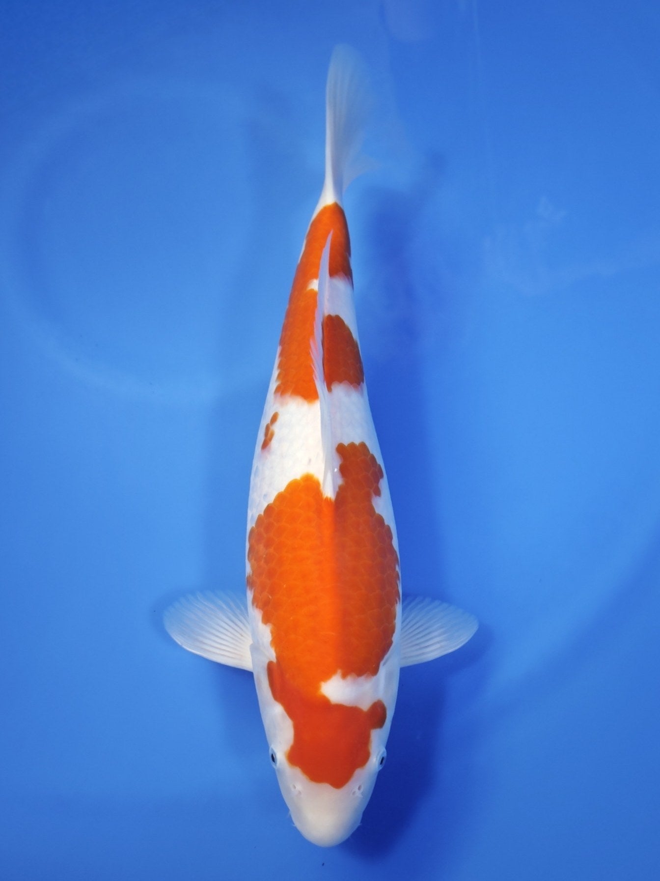 Koi fish for sale — 43 cm Maruyama Kohaku at ChampKoi