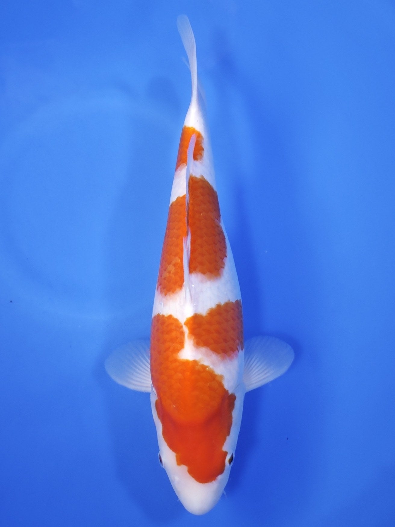 Koi fish for sale — 43 cm Maruyama Kohaku at ChampKoi