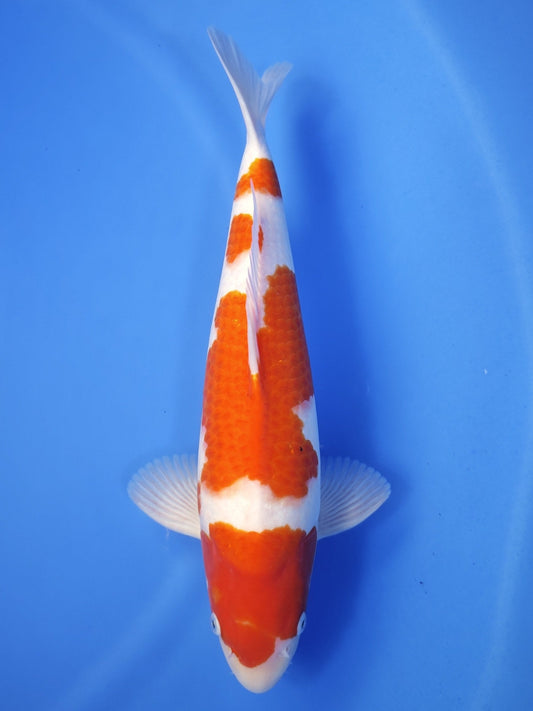Koi fish for sale — 43 cm Maruyama Kohaku at ChampKoi