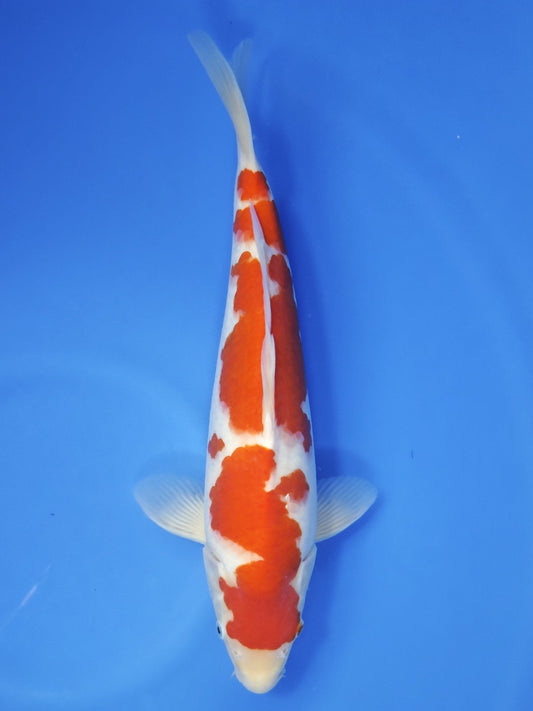 Koi fish for sale — 42 cm Maruyama Kohaku at ChampKoi