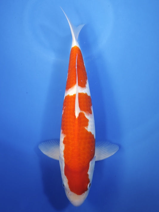 Koi fish for sale — 43 cm Matsue Kohaku at ChampKoi