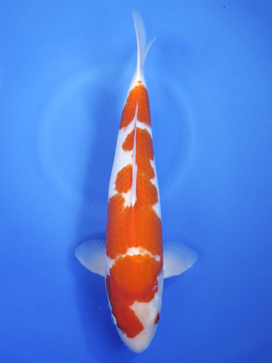 Koi fish for sale — 44 cm Matsue Kohaku at ChampKoi