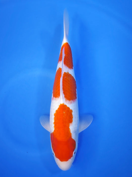 Koi fish for sale — 42 cm Matsue Kohaku at ChampKoi