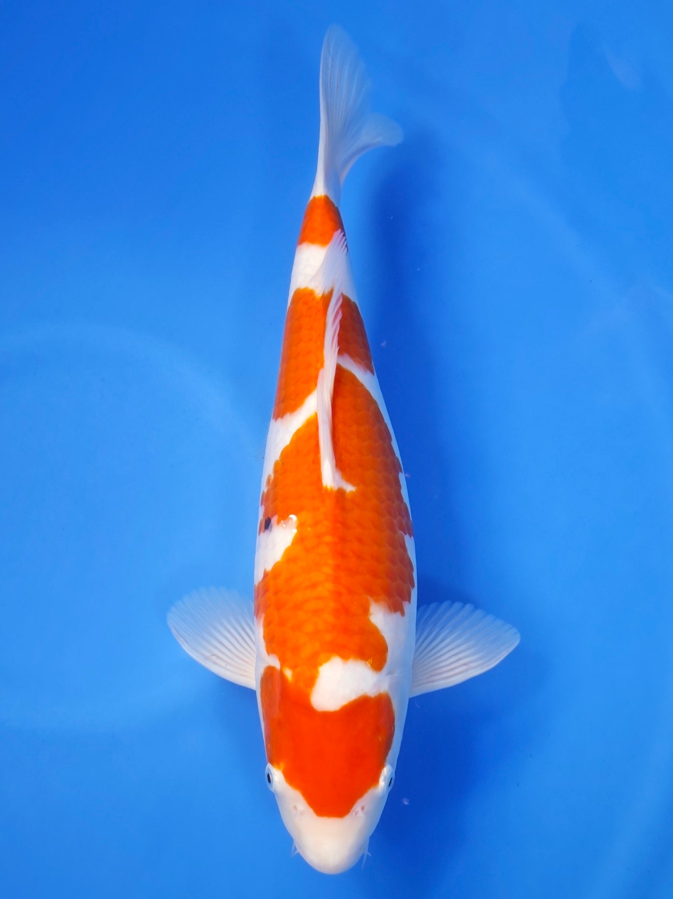 Koi fish for sale — 44 cm Maruyama Kohaku at ChampKoi