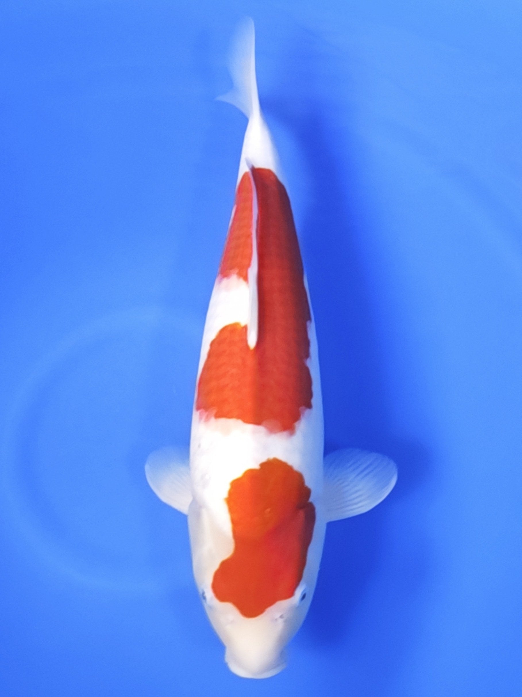 Koi fish for sale — 50 cm Ogata Kohaku at ChampKoi