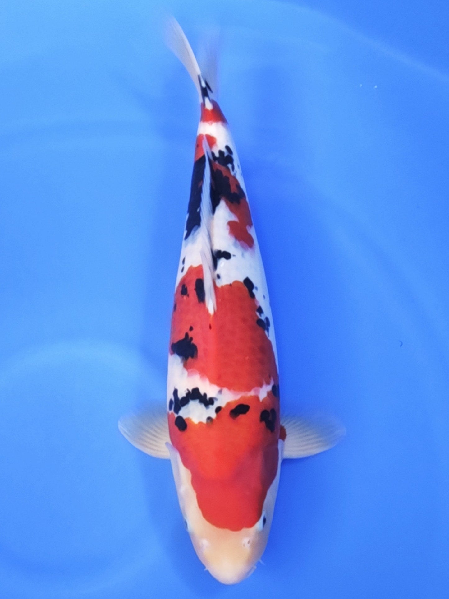 Koi fish for sale — 53 cm Ogata Sanke at ChampKoi