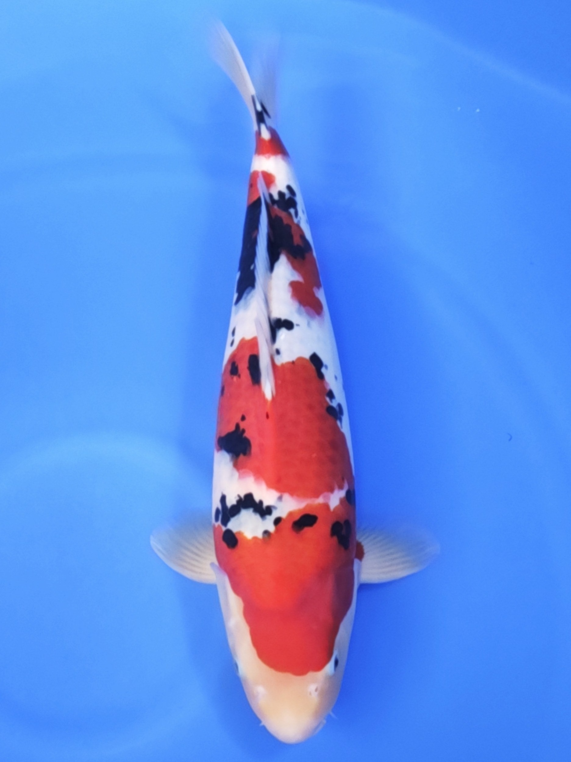 Koi fish for sale — 53 cm Ogata Sanke at ChampKoi