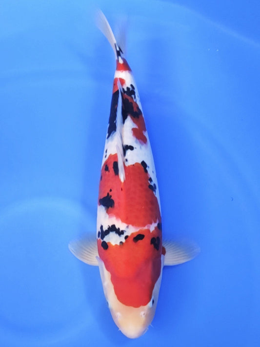 Koi fish for sale — 53 cm Ogata Sanke at ChampKoi