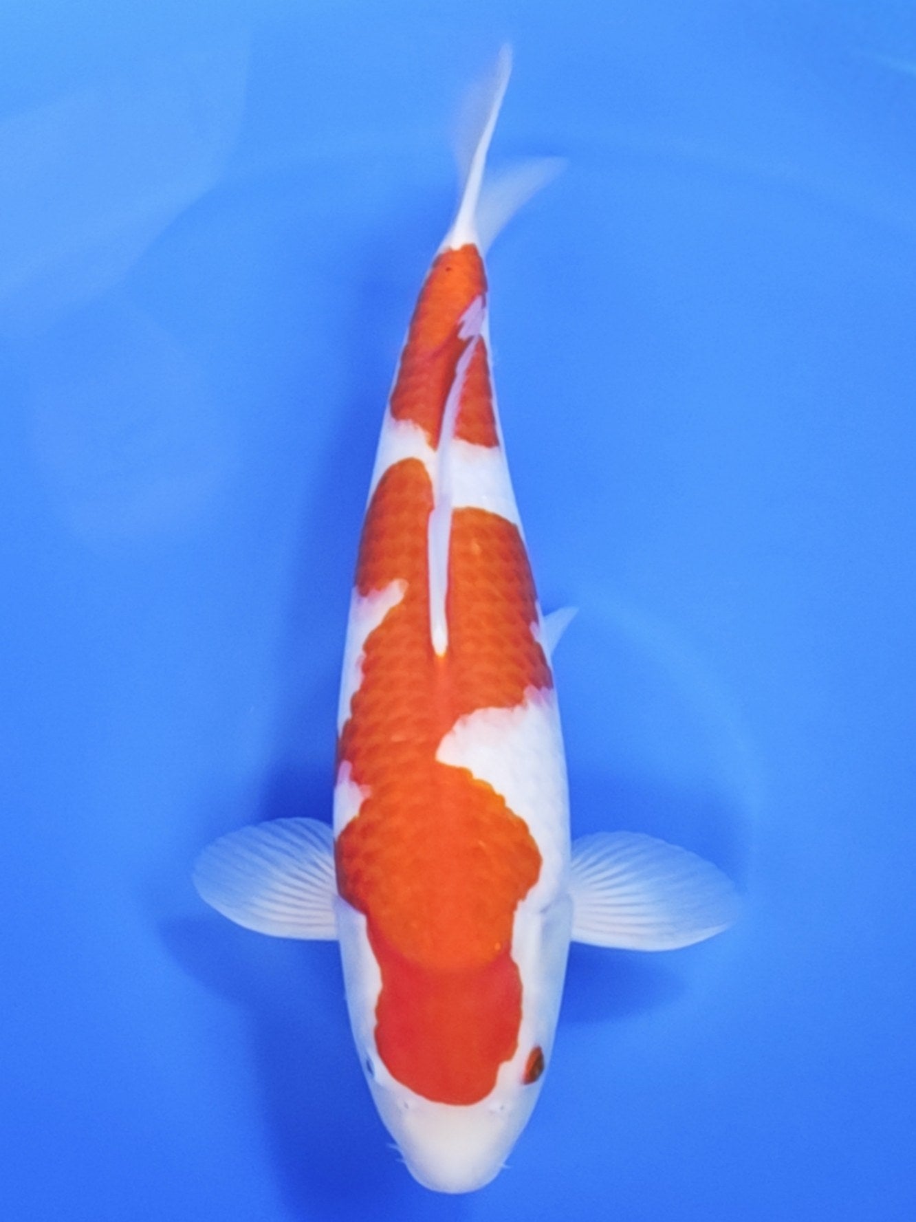 Koi fish for sale — 50 cm Ogata Kohaku at ChampKoi