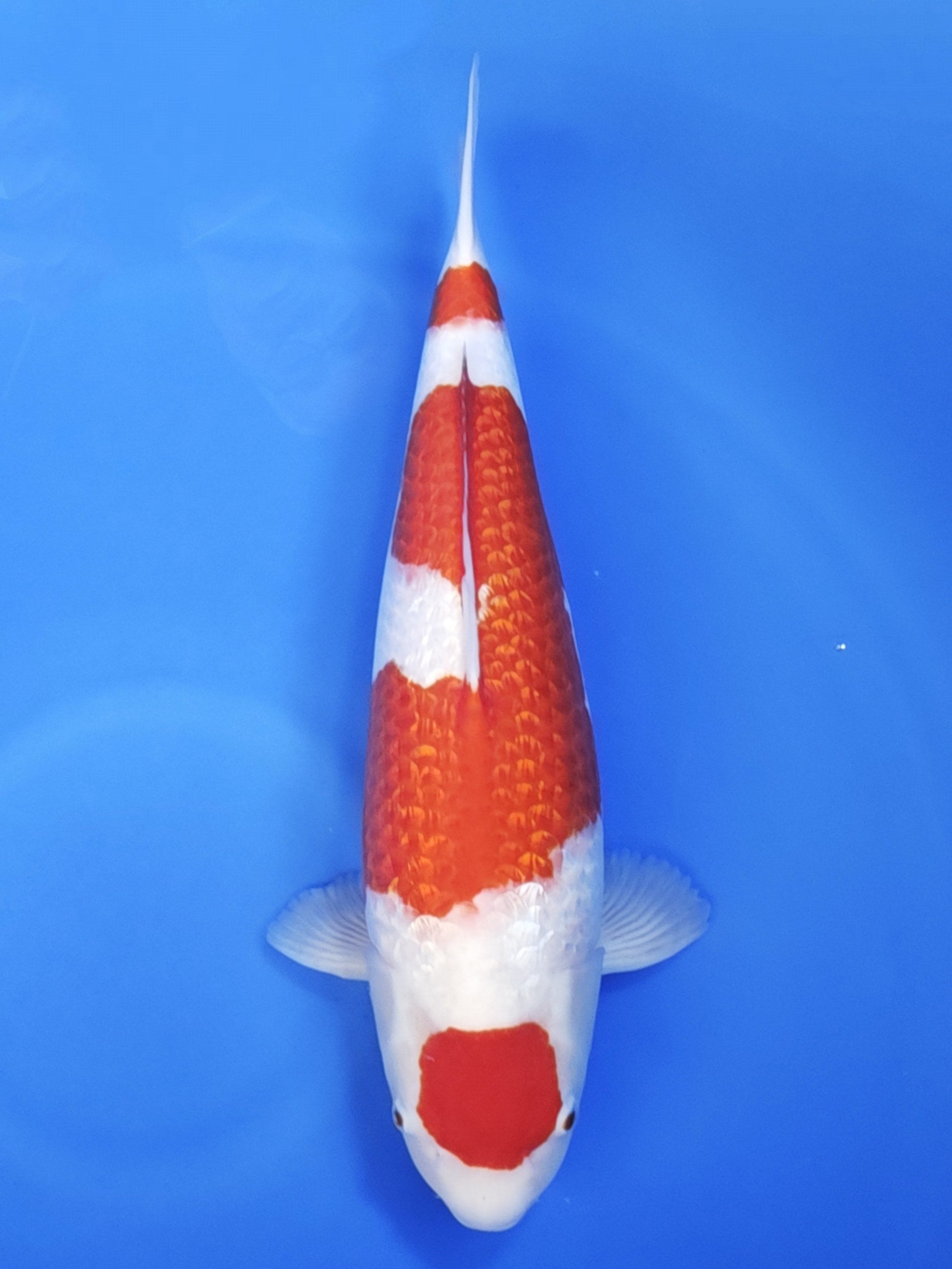 Koi fish for sale — 48 cm Ogata Ginrin Kohaku at ChampKoi