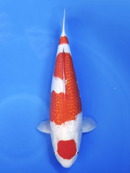 Koi fish for sale — 48 cm Ogata Ginrin Kohaku at ChampKoi
