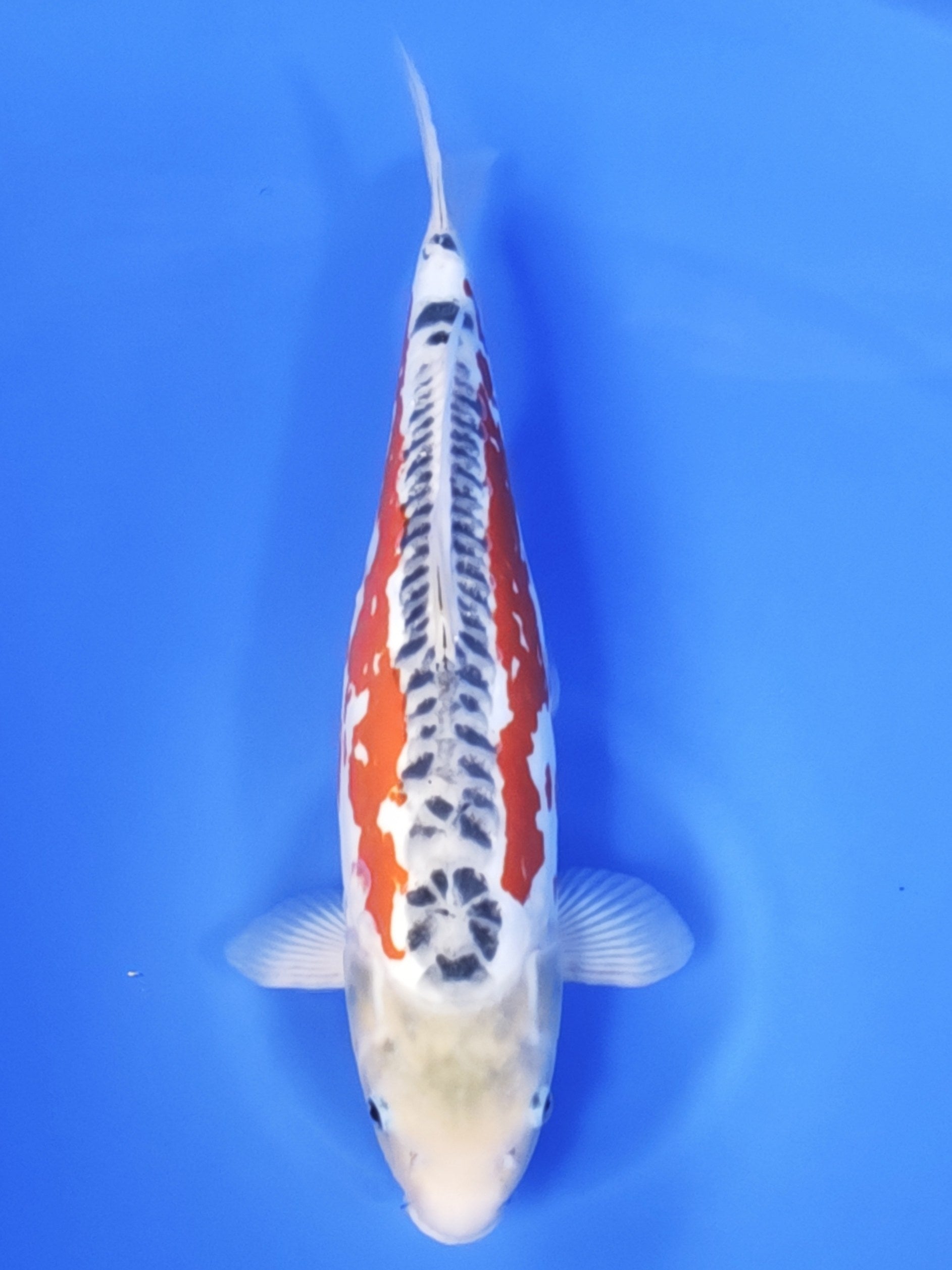 Koi fish for sale — 48 cm Ogata Shusui at ChampKoi