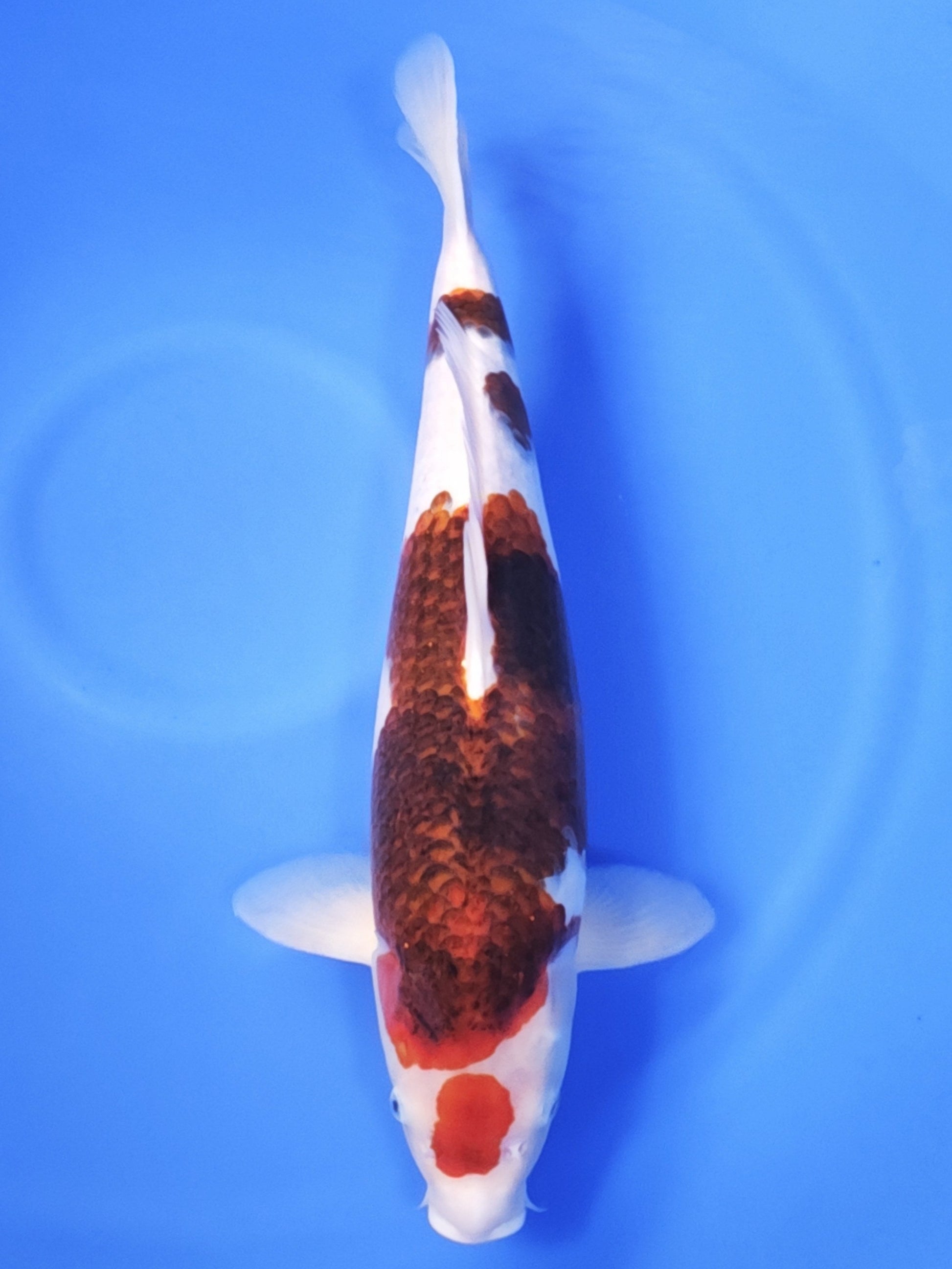 Koi fish for sale — 53 cm Ogata Budo Goromo at ChampKoi
