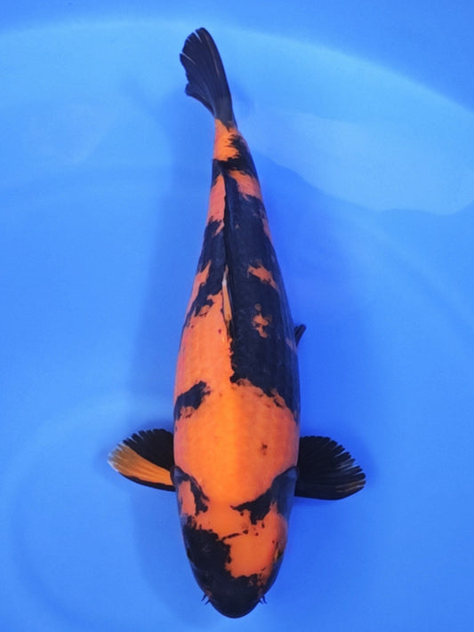 Koi fish for sale — 53 cm Ogata Hi Utsuri at ChampKoi