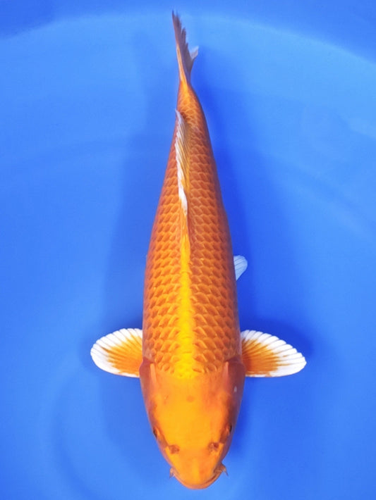 Koi fish for sale — 53 cm Ogata Orenji Ogon at ChampKoi