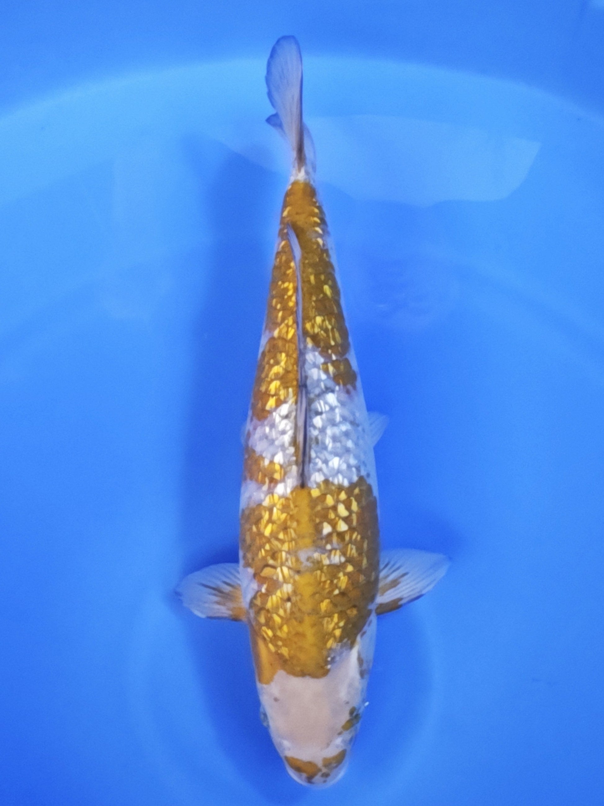 Koi fish for sale — 53 cm Ogata Ginrin Ochiba at ChampKoi