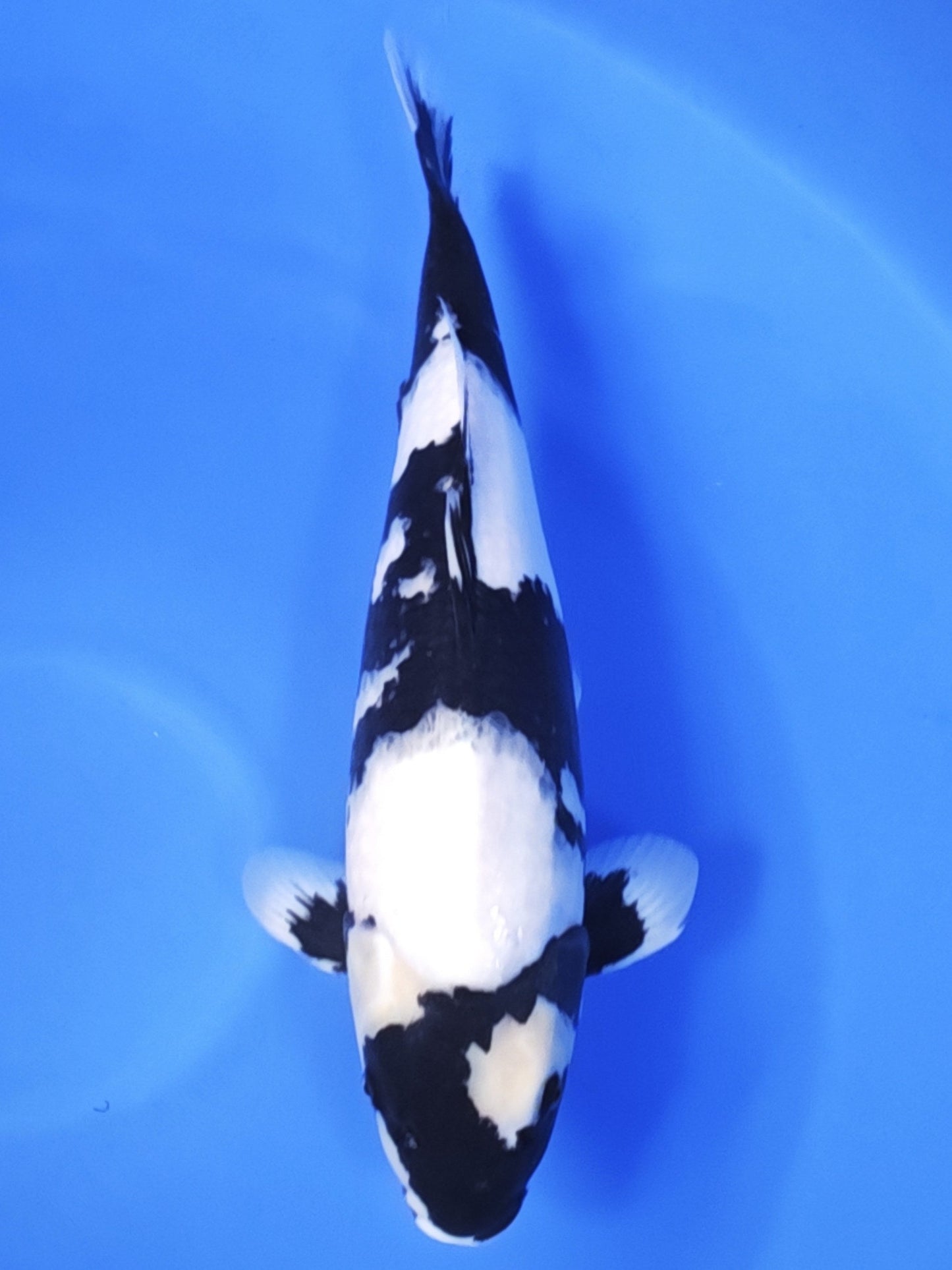 Koi fish for sale — 55 cm Ogata Shiro Utsuri at ChampKoi