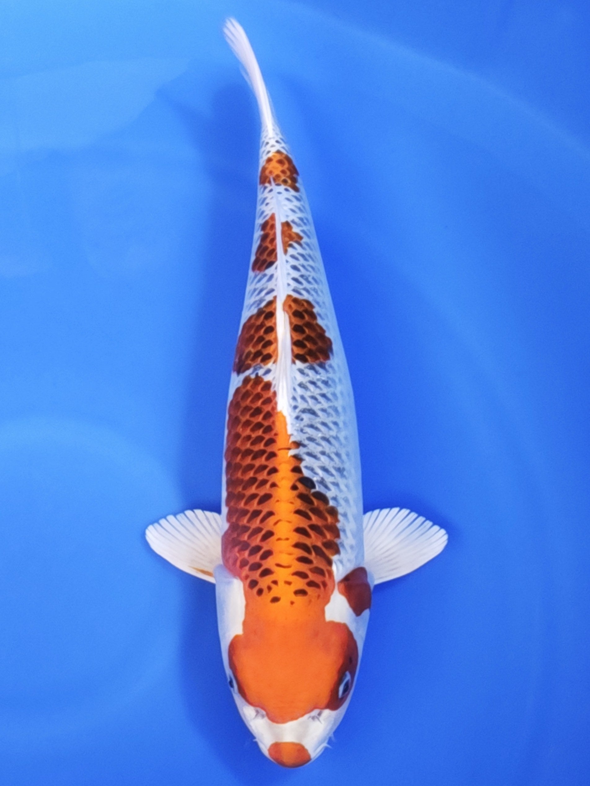 Koi fish for sale — 58 cm Ogata Kujaku at ChampKoi