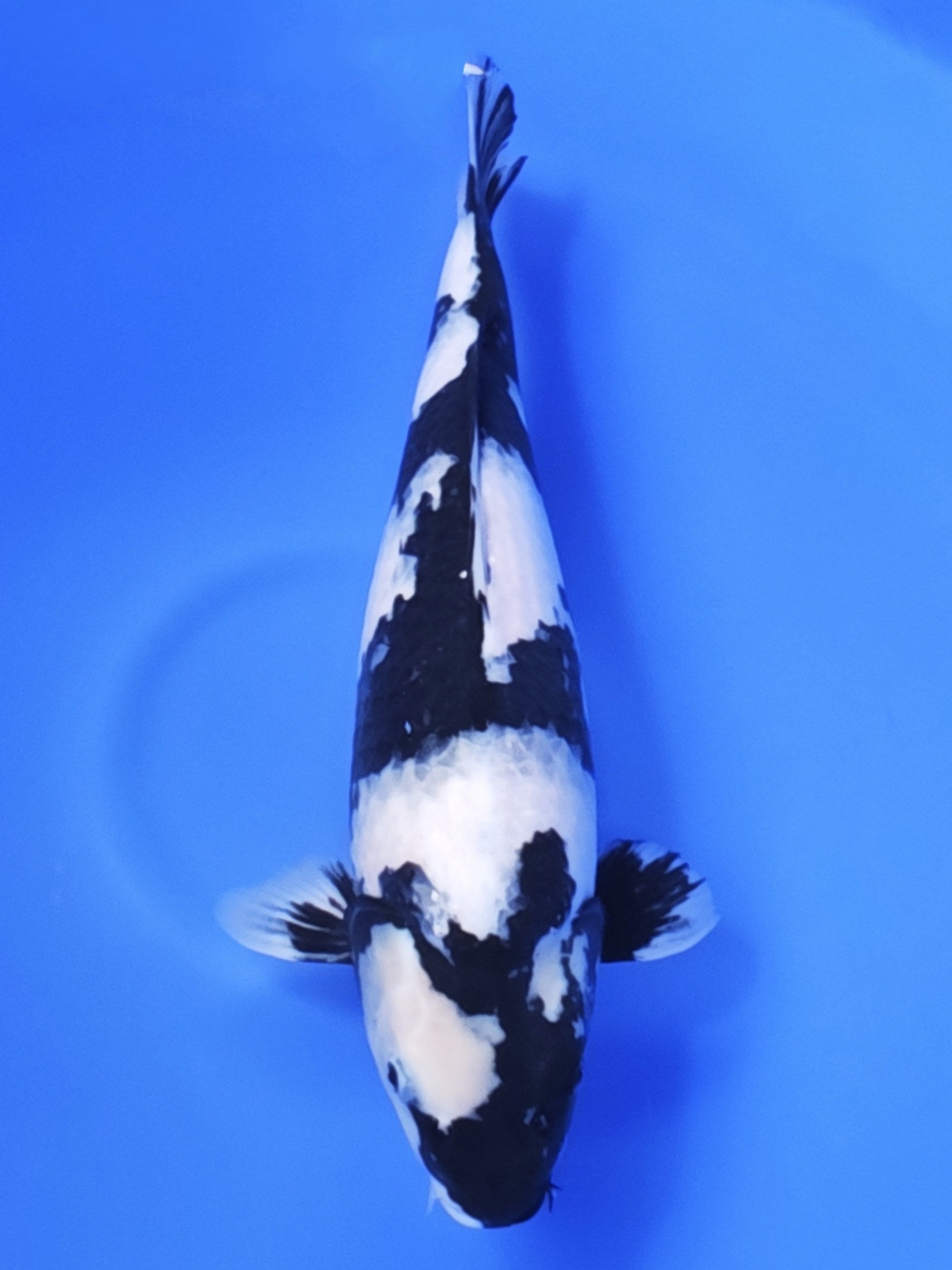 Koi fish for sale — 58 cm Ogata Kujaku at ChampKoi