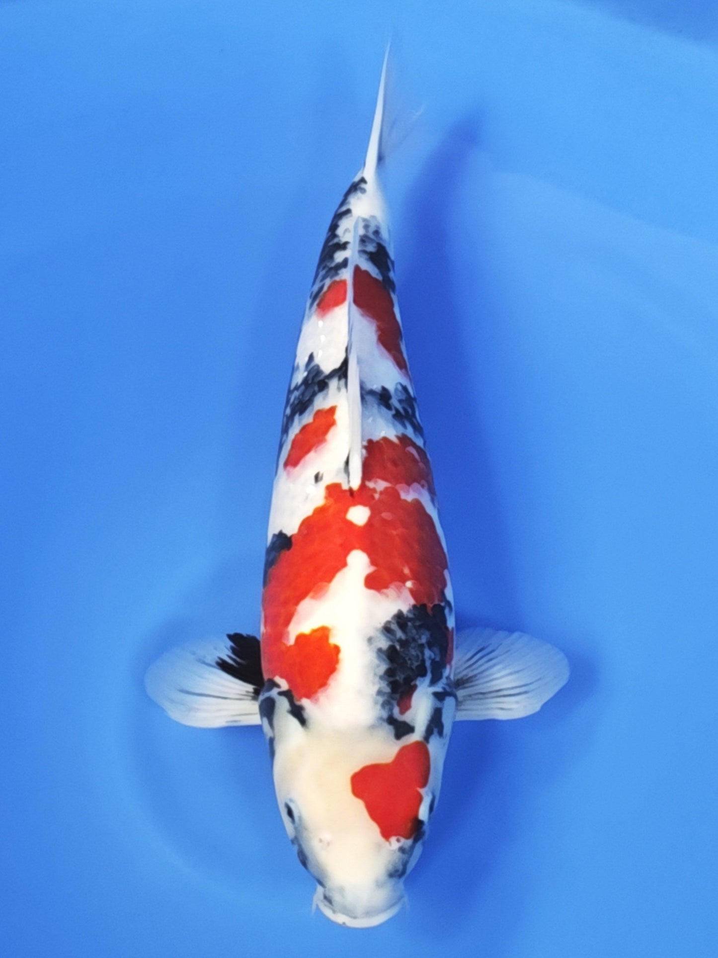 Koi fish for sale — 58 cm Ogata Showa at ChampKoi