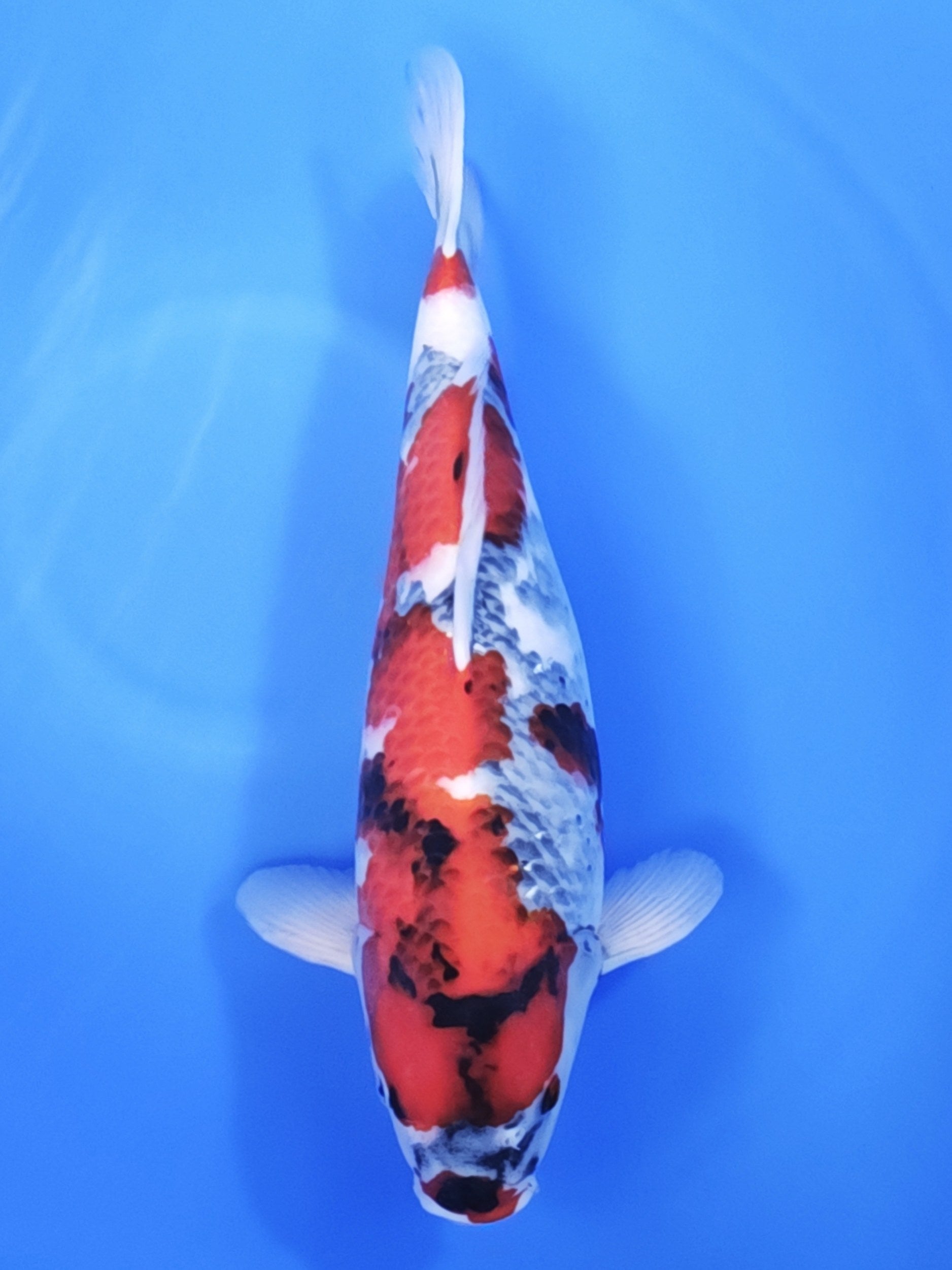Koi fish for sale — 52 cm Ogata Showa at ChampKoi