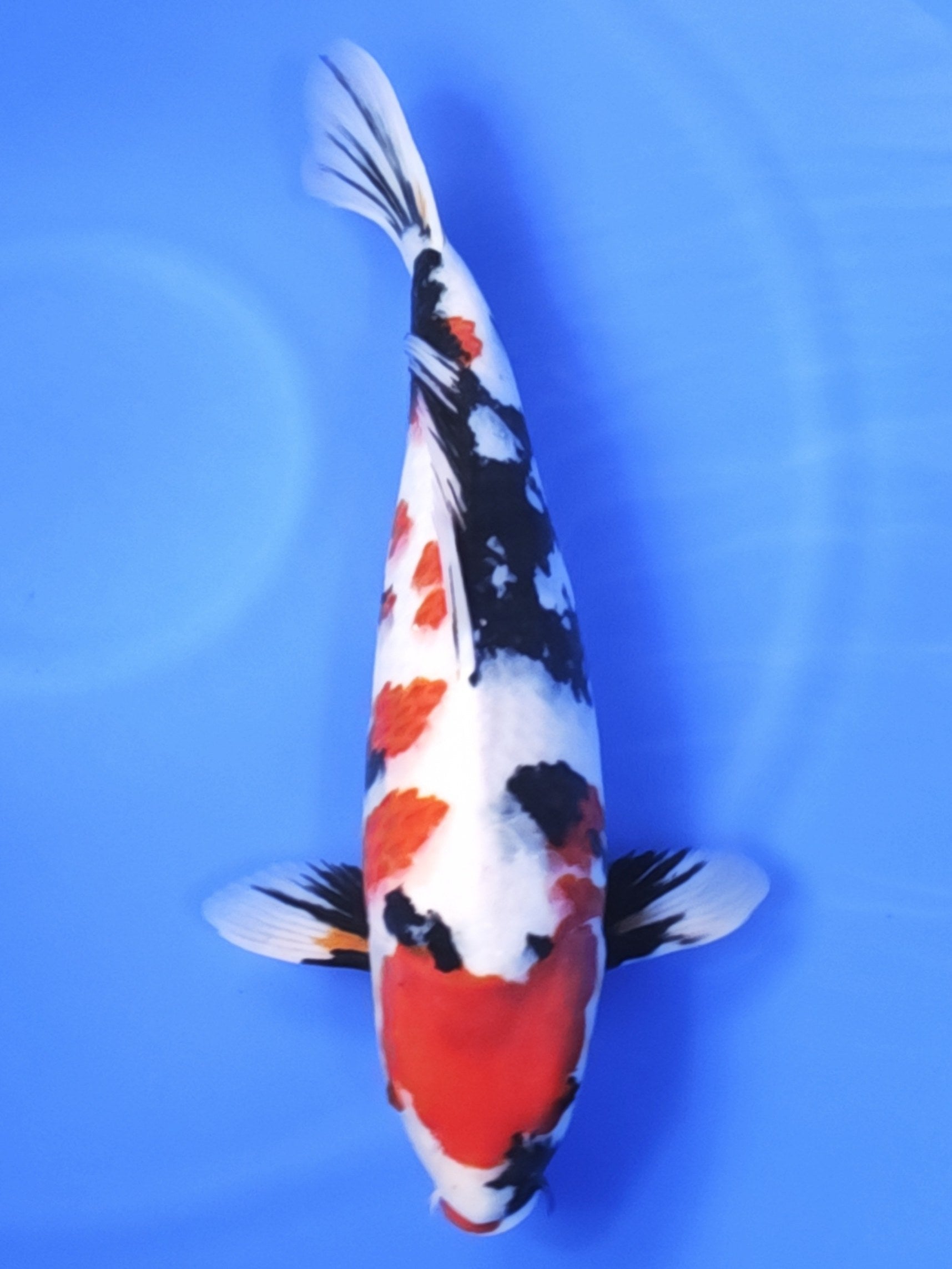 Koi fish for sale — 51 cm Ogata Showa at ChampKoi
