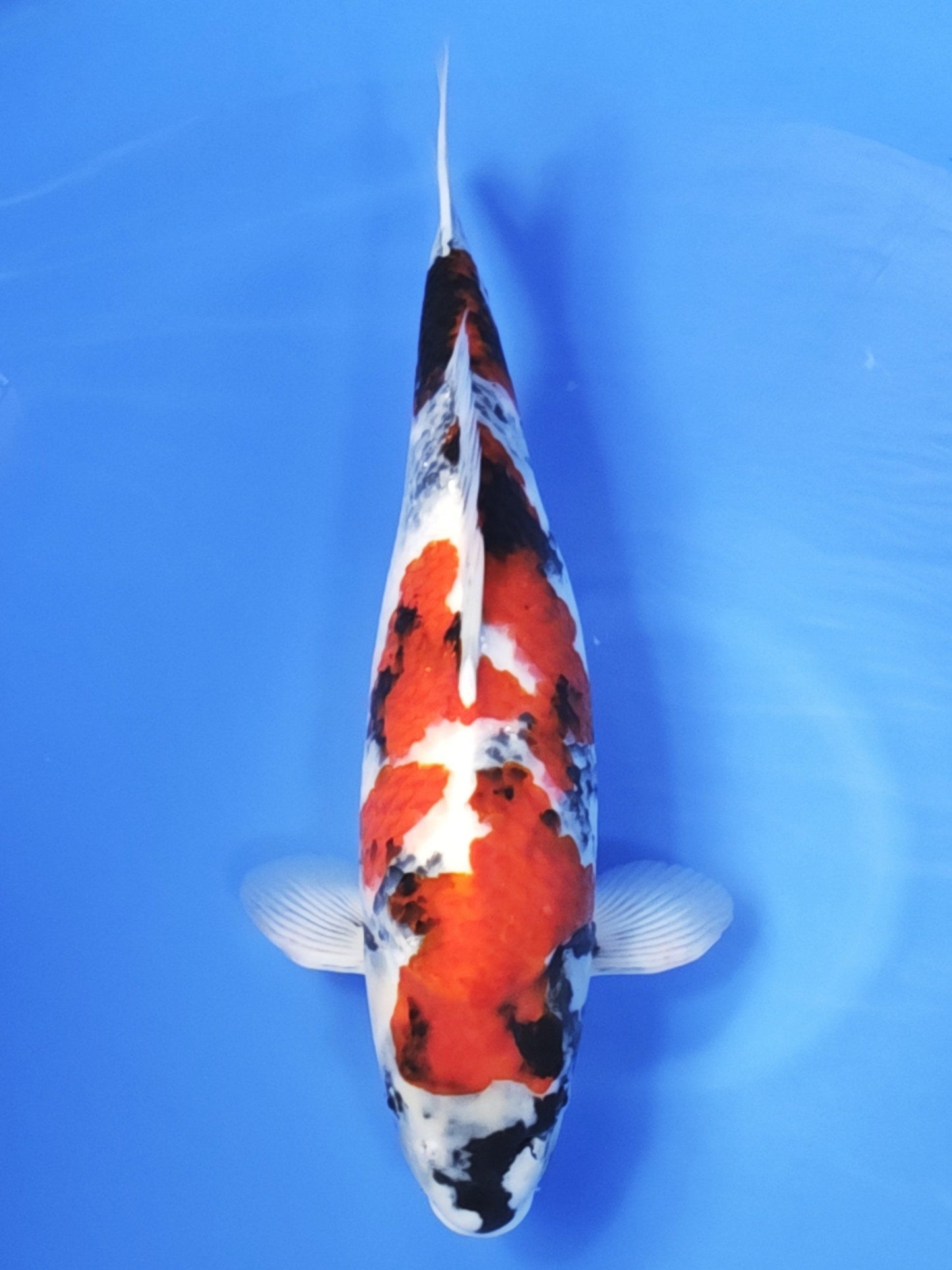 Koi fish for sale — 52 cm Ogata Showa at ChampKoi