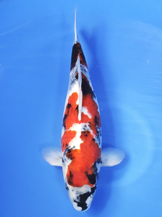 Koi fish for sale — 52 cm Ogata Showa at ChampKoi
