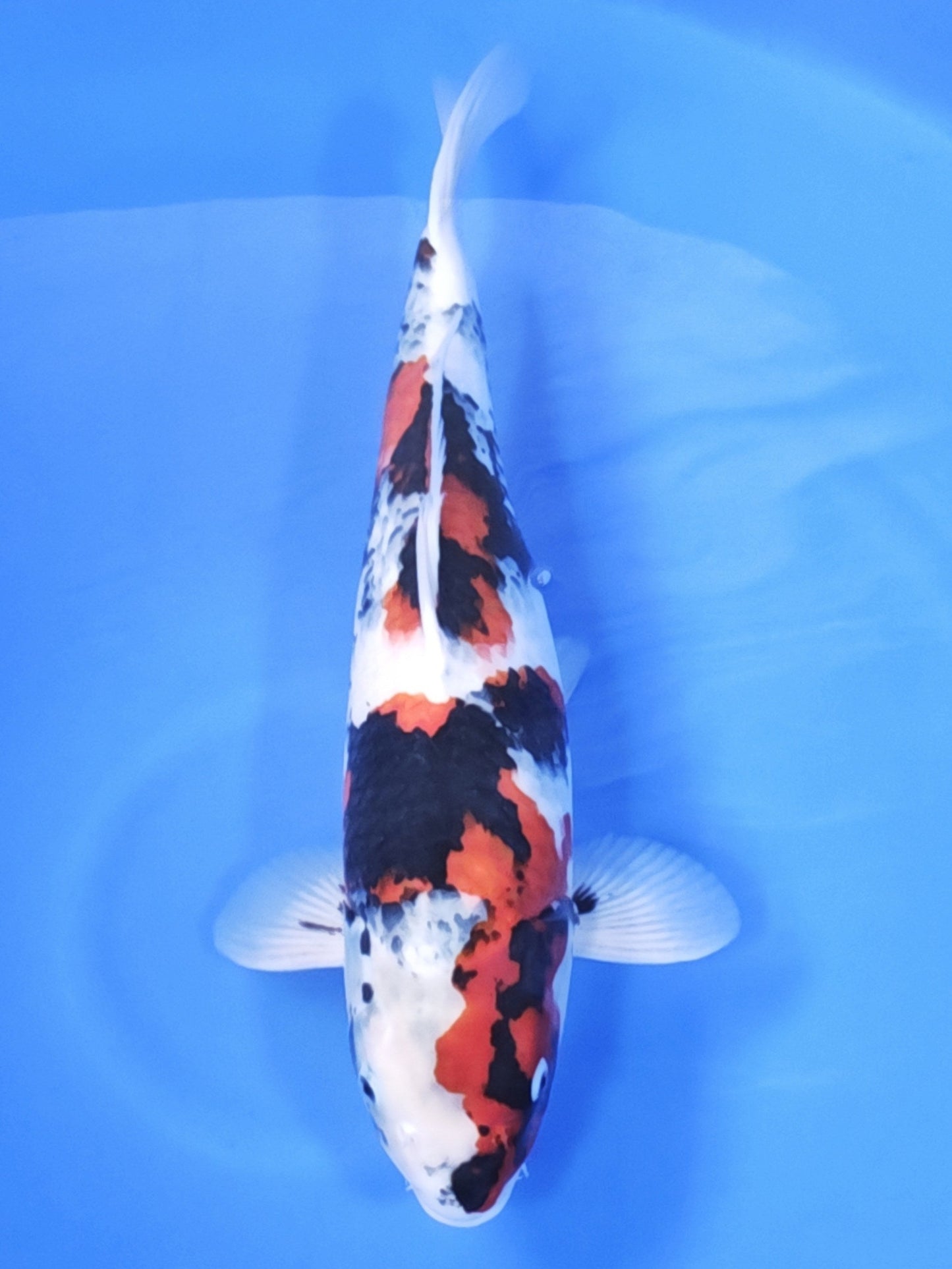 Koi fish for sale — 54 cm Ogata Showa at ChampKoi