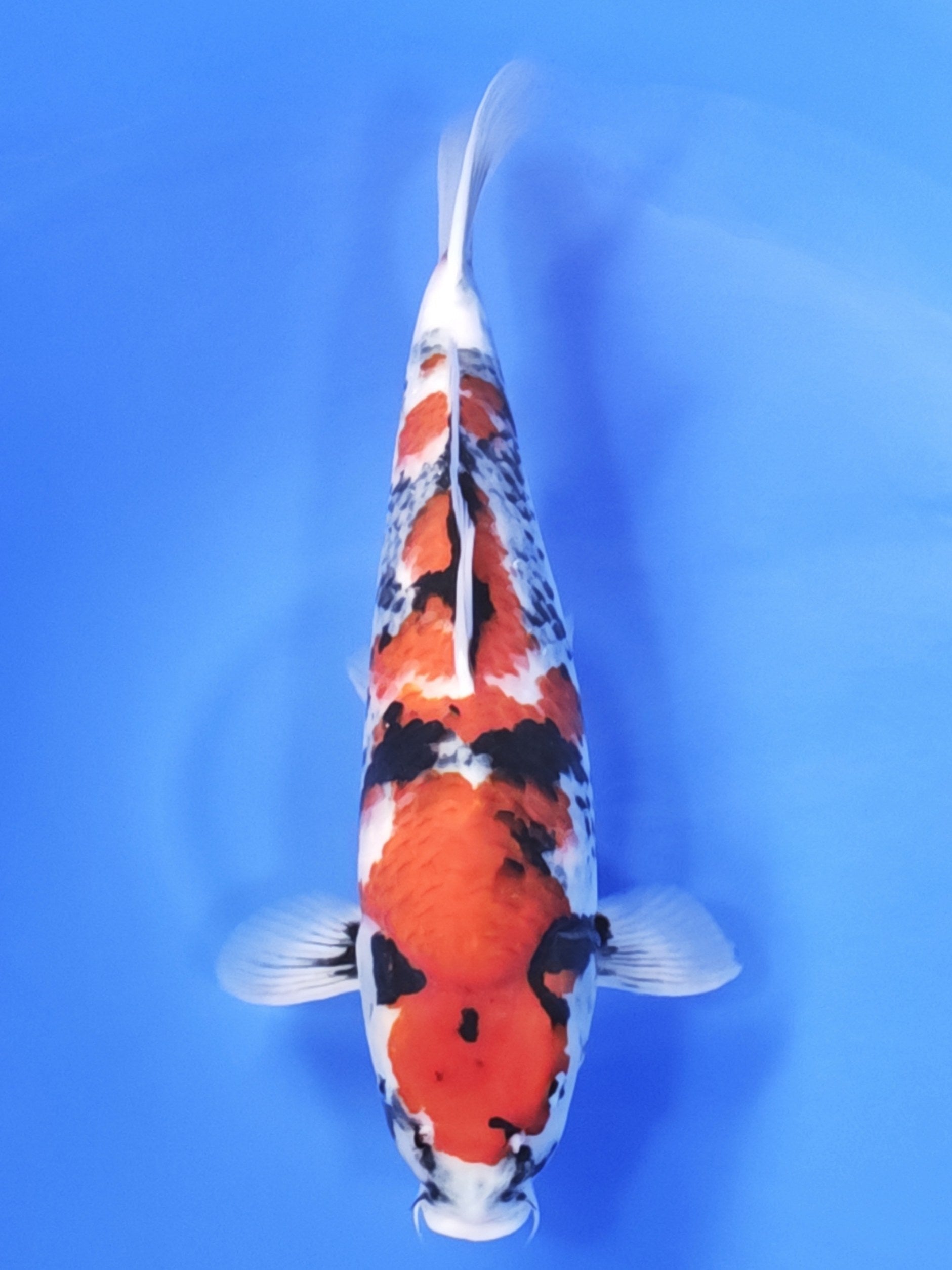 Koi fish for sale — 51 cm Ogata Showa at ChampKoi