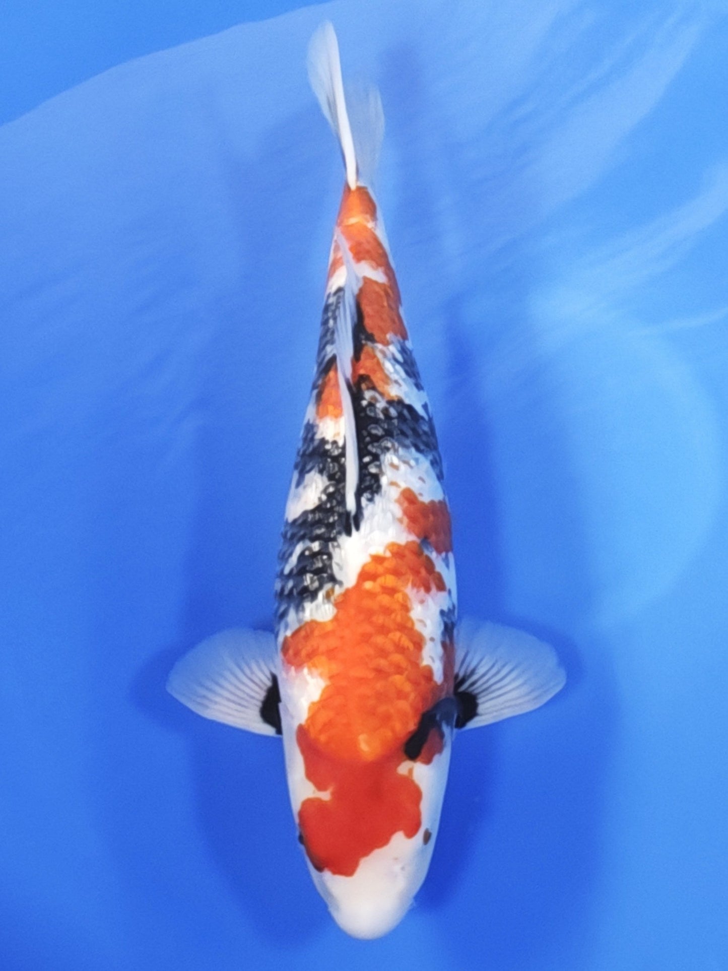Koi fish for sale — 52 cm Ogata Ginrin Showa at ChampKoi