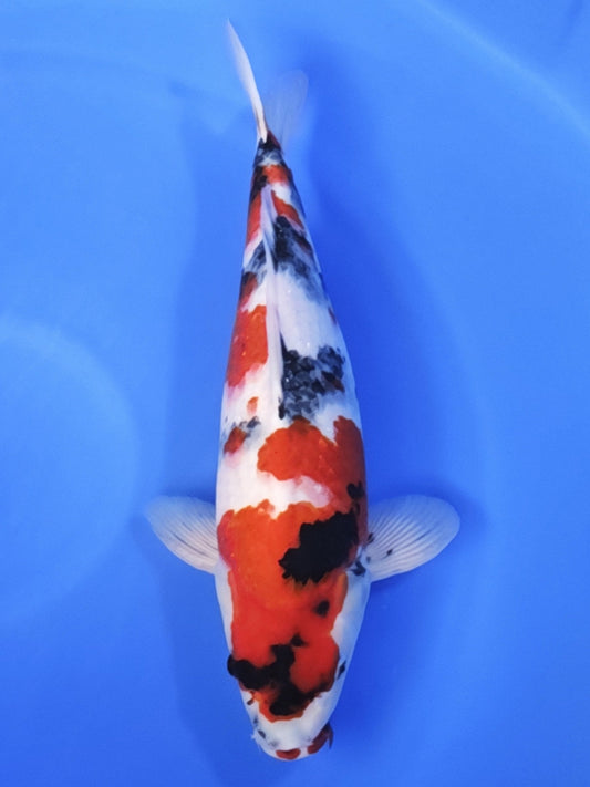 Koi fish for sale — 53 cm Ogata Showa at ChampKoi