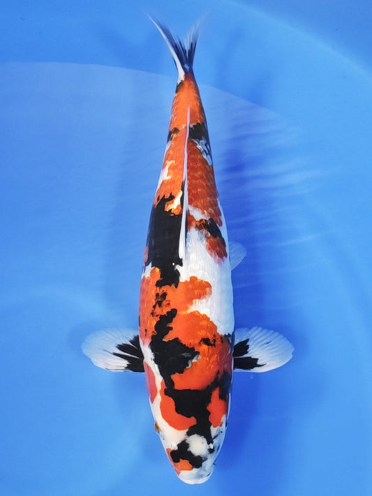Koi fish for sale — 49 cm Ogata Ginrin Showa at ChampKoi